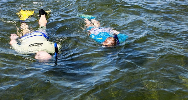 diving and snorkeling for scallops